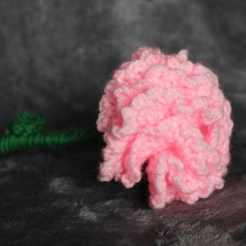 Carnation Flower